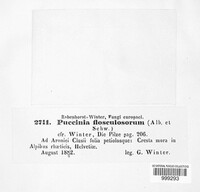 Puccinia flosculosorum image